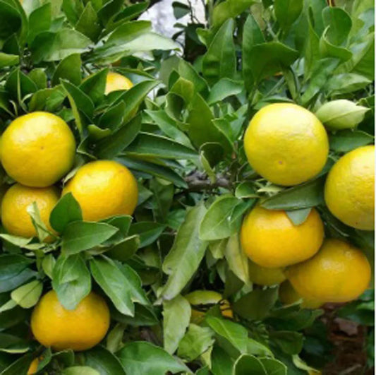 The Hidden Gem of Flavor: The Vietnam Malta Lemon